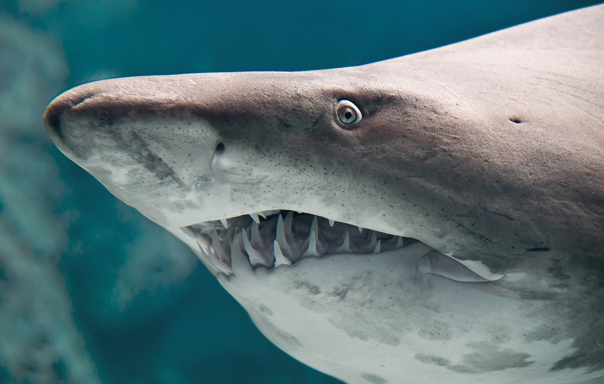 Shark fish closeup taken through the glass of aquarium. (Credit: Getty Images)