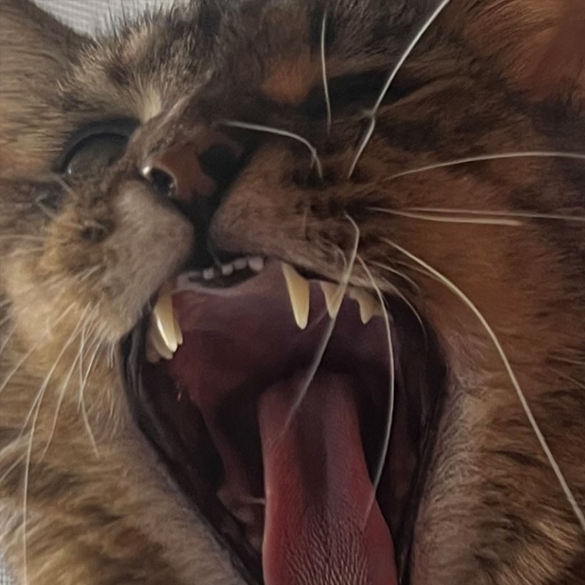 Showing Teeth Bad Exchanges